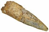 Fossil Spinosaurus Tooth - Real Dinosaur Tooth #344186-1